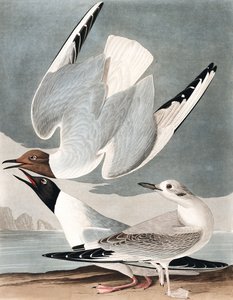 Bonapartemöwe, Larus Bonapartii, aus 