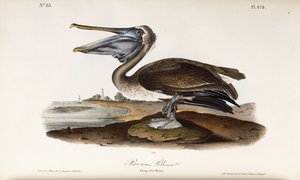 Brauner Pelikan