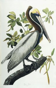 Brauner Pelikan