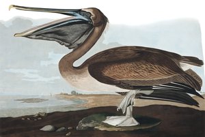 Braunpelikan, Pelecanus Fuscus, aus 