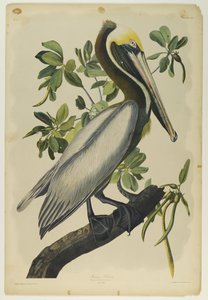 Brauner Pelikan, gedruckt von Julien Bien und veröffentlicht von Roe Lockwood & Son, 1861 von John James Audubon