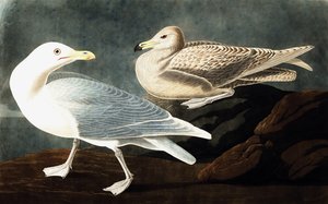 Burgomastermöwe, Larus Glaucus, aus 