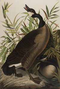 Kanadagans, 1827-1838