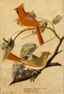 Kardinalgrosbeak von John James Audubon