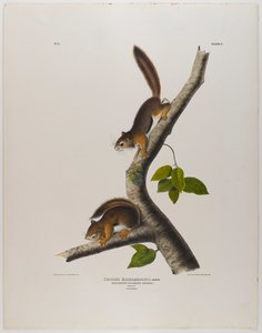 Kolumbianisches Eichhörnchen von John James Audubon