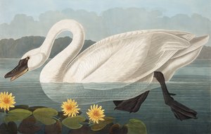 Amerikanischer Schwan, Cygnus Americanus, aus "Die Vögel Amerikas" von John J. Audubon, veröffentlicht 1827-38 von John James Audubon