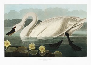 Amerikanischer Schwan aus Birds of America (1827) von John James Audubon