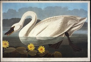 Gewöhnlicher amerikanischer Schwan. Pfeifschwan