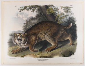 Gewöhnliche amerikanische Wildkatze von John James Audubon