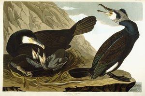 Kormoran, 1835