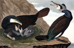 Gemeiner Kormoran, Phalacrocorax Carbo, aus „Die Vögel Amerikas“ von John J. Audubon, veröffentlicht 1827-38 (handkolorierte Gravur)