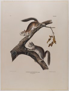 Flaumeichhörnchen von John James Audubon