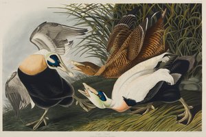 Eiderente, 1835