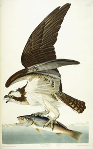 Fischadler, 1830