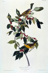Blumen und Vögel