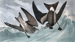 Gabelschwanz-Sturmschwalbe, Thalassidroma Leachii, aus "The Birds of America" von John J. Audubon, veröffentlicht 1827-38