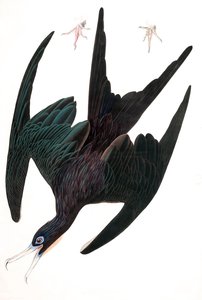 Fregattenpelikan, Tachypetes Aquilis, aus "Die Vögel Amerikas" von John J. Audubon, veröffentlicht 1827-38 (handkolorierte Gravur) von John James Audubon