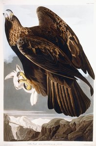 Steinadler, 1833