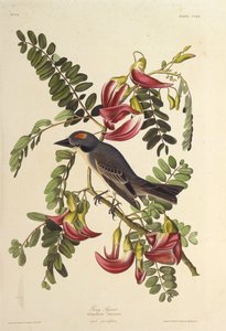 Grauer Tyrann. Aus Die Vögel Amerikas von John James Audubon