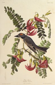 Grauer Tyrann. Aus Die Vögel Amerikas, 1827-1838 von John James Audubon