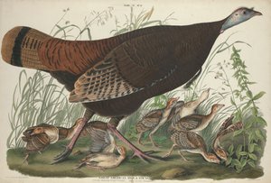 Große amerikanische Henne und Jungtiere, 1827
