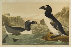 Riesenalk, gedruckt von Julien Bien und veröffentlicht von Roe Lockwood & Son, 1861 von John James Audubon
