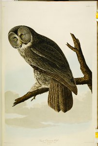 Große Graueule, aus "Die Vögel Amerikas"