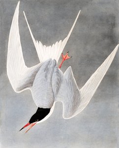 Flussseeschwalbe, Sterna Hirundo, aus "Die Vögel Amerikas" von John J. Audubon, veröffentlicht 1827-38