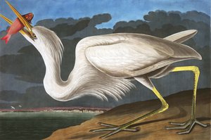Großer Weißreiher, Ardea Occidentalis, aus "Die Vögel Amerikas" von John J. Audubon, veröffentlicht 1827-38