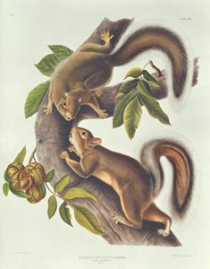 Hasenhörnchen (Sciurus Leoporinus)