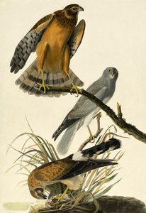 Kornweihe, Circus Cyaneus, aus "Die Vögel Amerikas" von John J. Audubon, veröffentlicht 1827-38 von John James Audubon