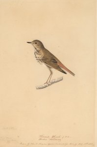 Einsiedlerdrossel, 1820 von John James Audubon