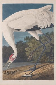 Schreikranich, 1834 von John James Audubon