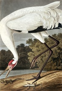 Schneekranich, Grus Americana, aus "Die Vögel Amerikas" von John J. Audubon, veröffentlicht 1827-38