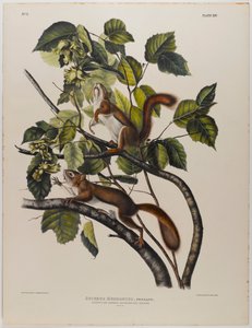 Hudsons Bay Eichhörnchen von John James Audubon