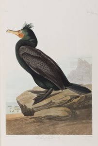 Illustration aus 