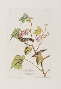 Illustration aus 