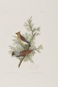 Illustration aus 