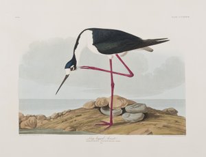 Illustration aus 