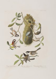 Illustration aus 