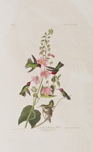 Illustration aus 