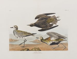 Illustration aus 