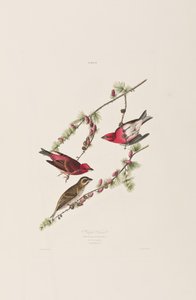 Illustration aus 