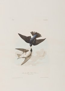 Illustration aus 