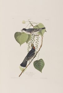 Illustration aus 