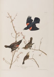 Illustration aus 