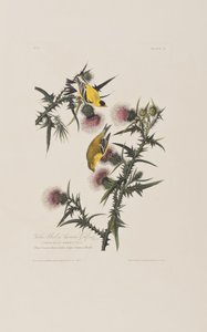 Illustration aus 