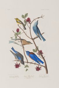Illustration aus 