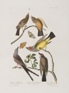 Illustration aus 