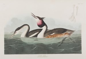 Illustration aus 